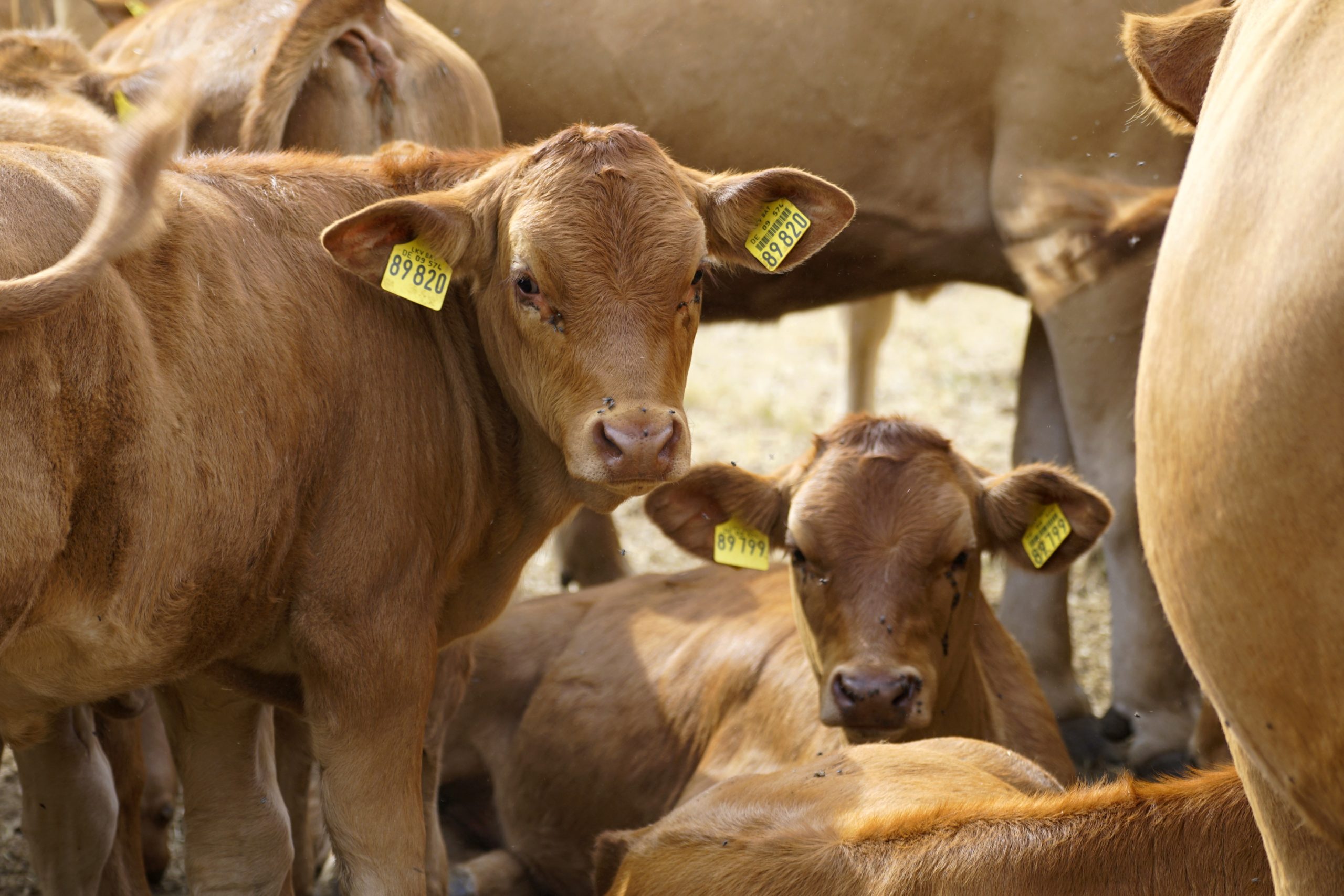 Recent study reveals a high occurrence of zoonotic disease in dairy calves  in Cyprus – UNIC | School of Veterinary Medicine