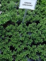 Extracts from three Greek Origanum species exhibit estrogenic/anti-estrogenic activity in MCF-7 breast cancer cells