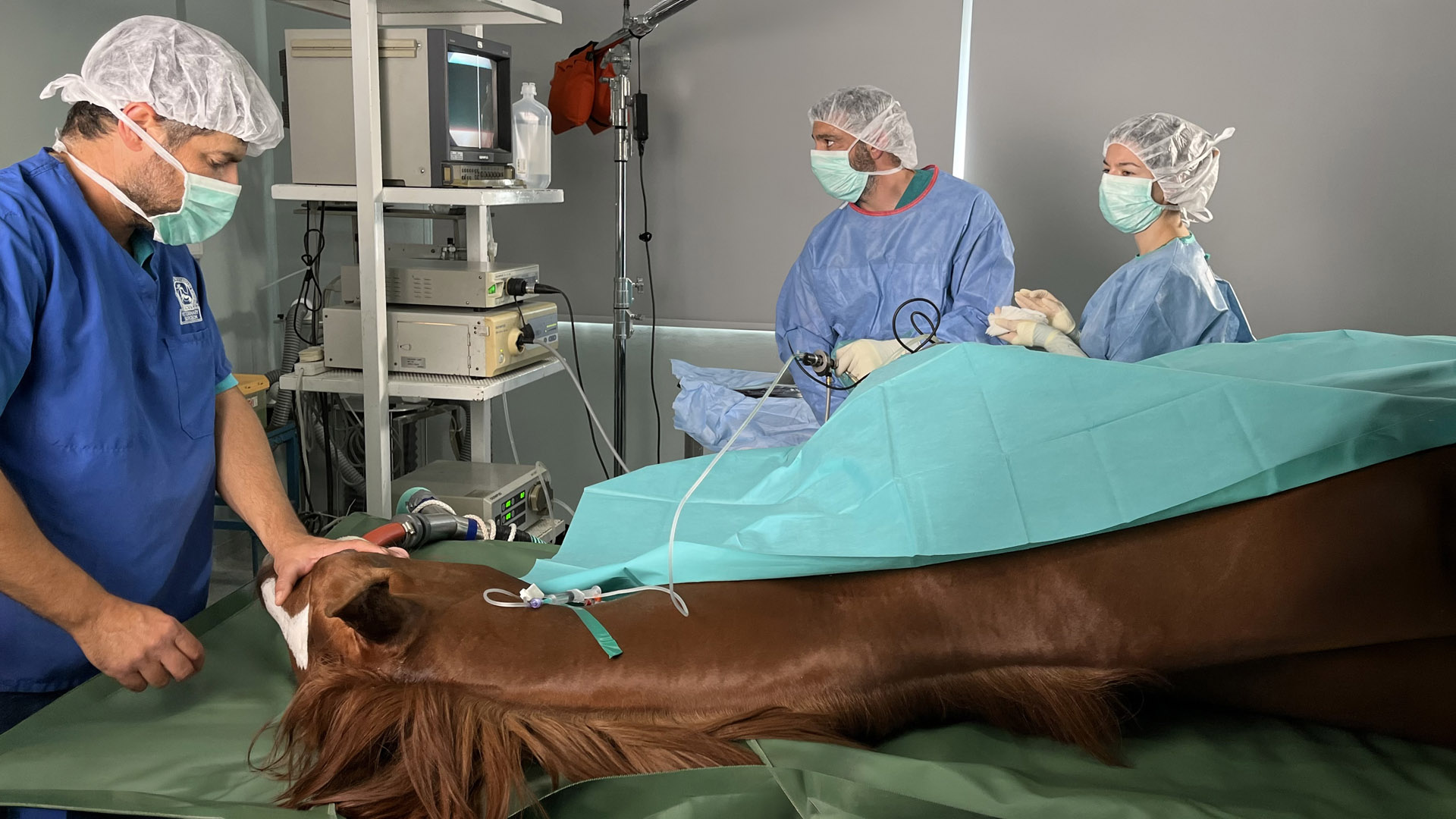 Equine Clinic (4)