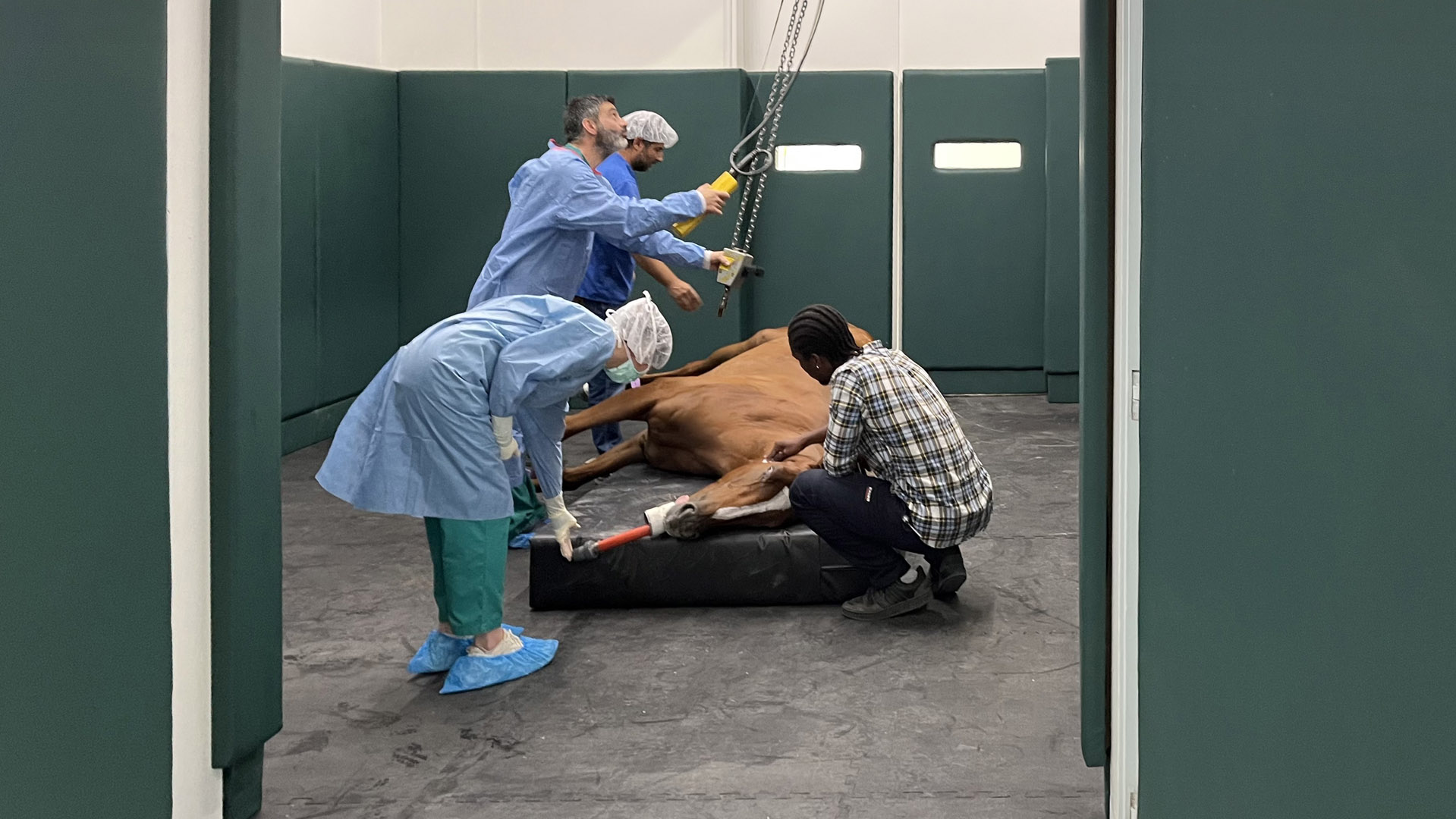 Equine Clinic (5)