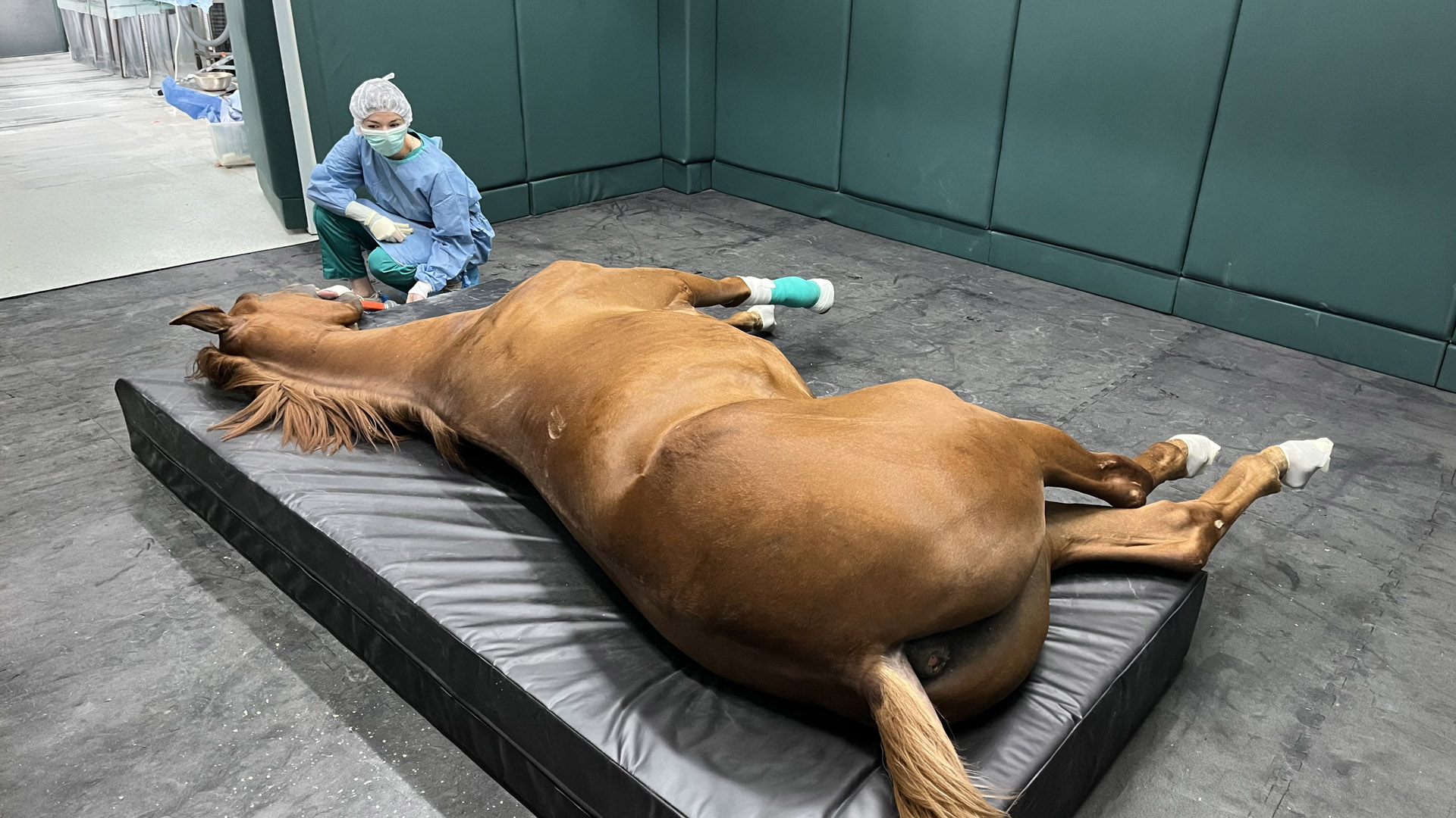 Equine Clinic (6)